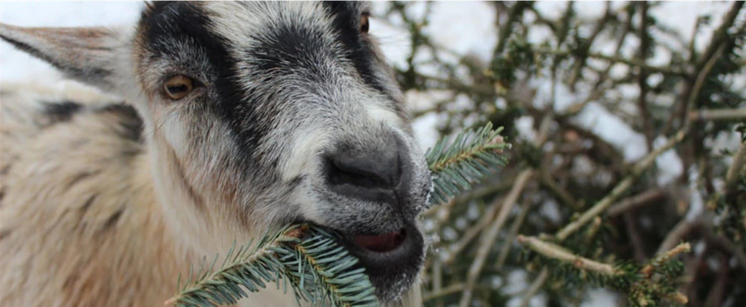 Lire la suite à propos de l’article DEPOT de SAPINS de NOEL à recycler