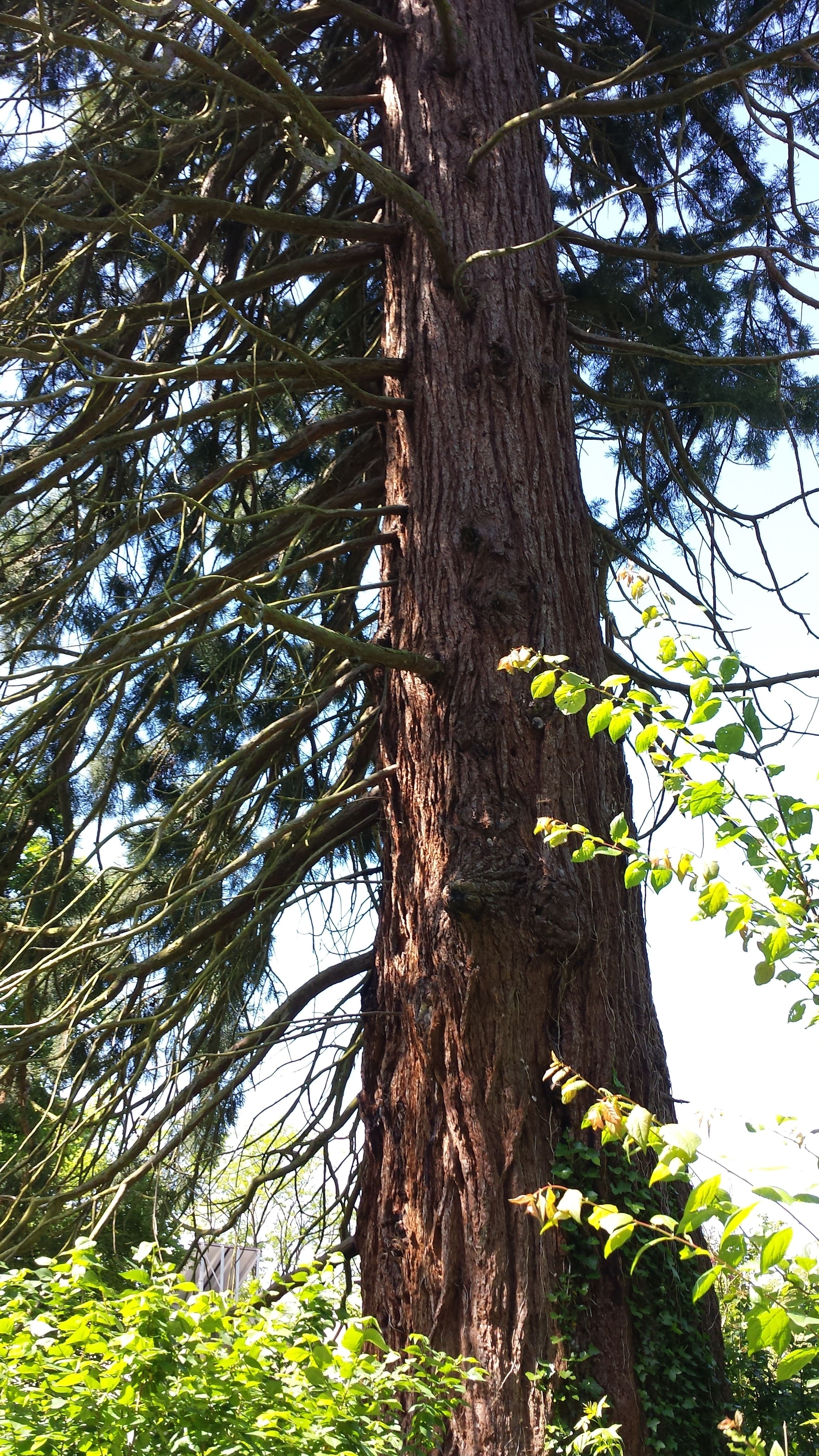 Le tronc du séquoia de Cuffies